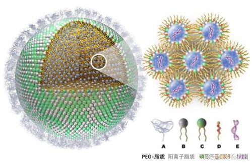 從磷脂到細胞技術 陽離子脂質體技術的研發與應用探秘
